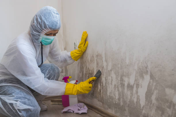 Best Mold Removal and Inspection  in Syracuse, IN