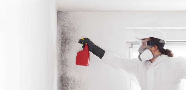 Best Attic Mold Removal  in Syracuse, IN