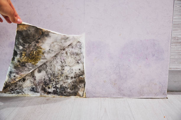 Best Commercial Mold Removal  in Syracuse, IN
